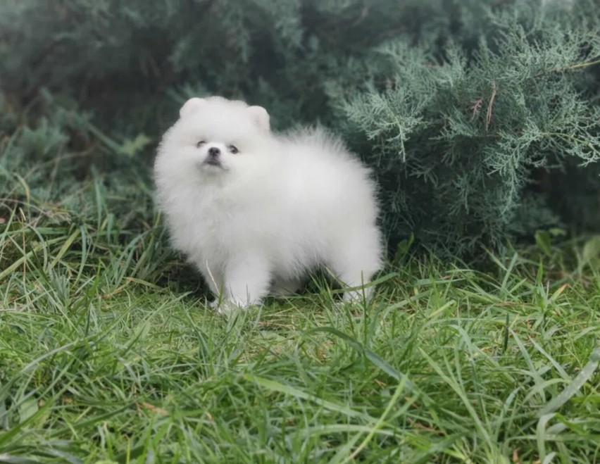 Pomeranian (szpic miniaturowy)...