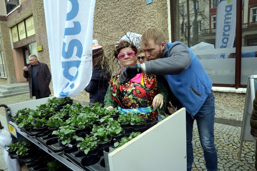 Legnica: Seniorzy radośnie Przywitali Wiosnę z kwiatowym podarunkiem, zobaczcie zdjęcia