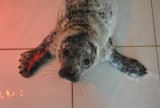 Mała foka znaleziona na plaży w Chałupach walczy o życie [ZDJĘCIA]