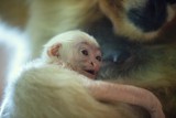 Wrocław: W zoo urodził się malutki gibon białopoliczkowy! Ależ cudny! [FOTO, WIDEO]