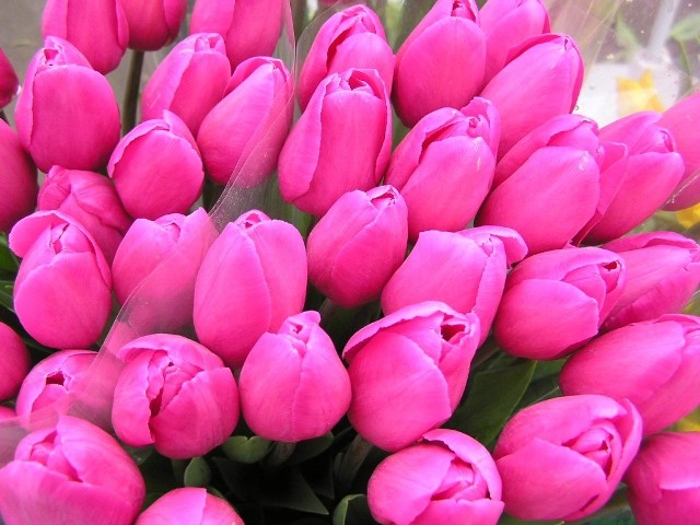 Pole tulipanów w Holandii