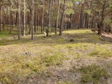 Wilki na terenie Nadleśnictwa Grodzisk. Leśnicy mówią otwarcie: spokojnie, nie ma powodów do obaw 
