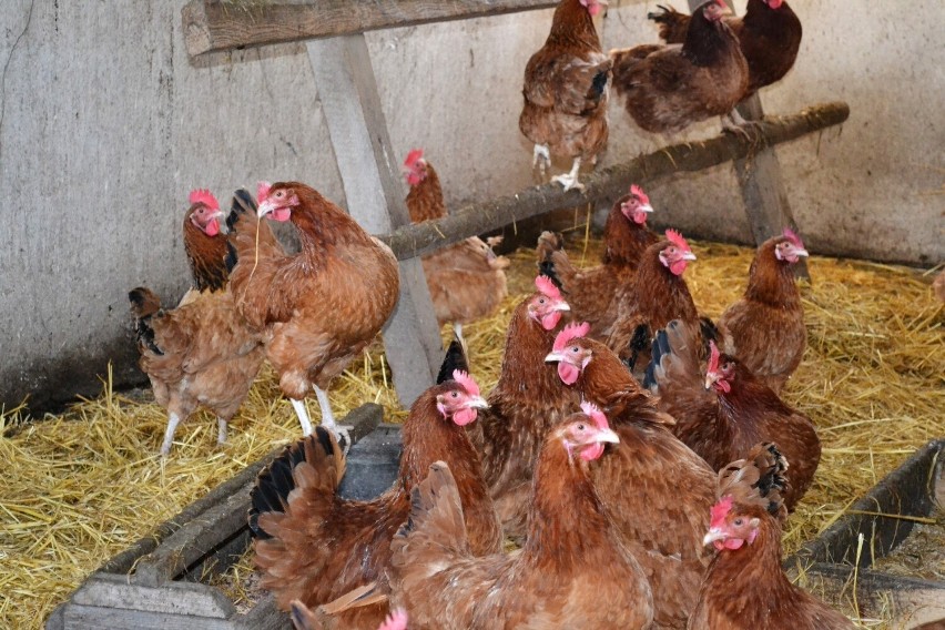 Ile jaj rocznie znosi kura? Gdzie w Polsce jest najwięcej ferm? Wydajności pozazdrości niejedna korporacja. Krajowy rynek jaj w pigułce