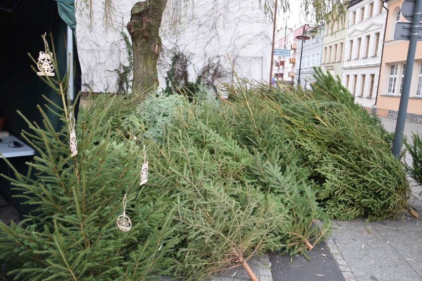 W Szczecinku z leśnikami rozdajemy świąteczne drzewka. "Choinka za makulaturę" [zdjęcia]
