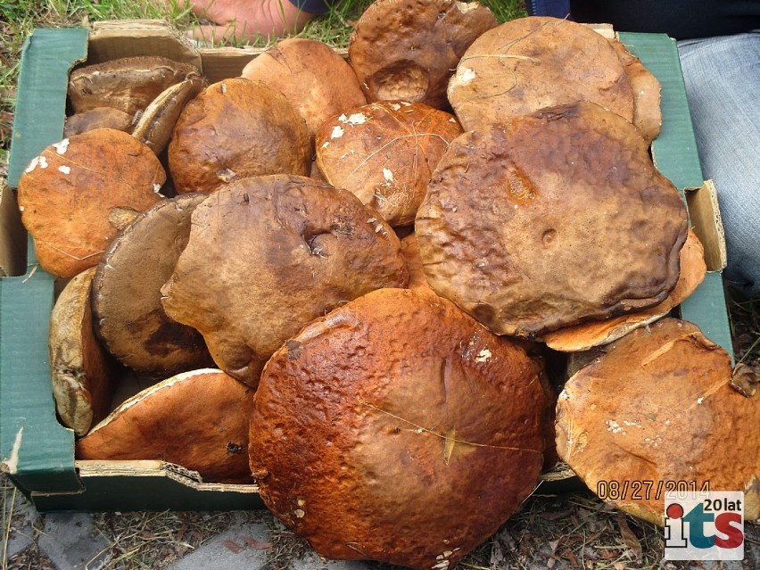 Dużo grzybów w Skierniewicach