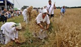 Żniwowanie na Maczułach. To były żniwa jak za dawnych czasów. Nawet senator chwycił za kosę. Zobacz zdjęcia