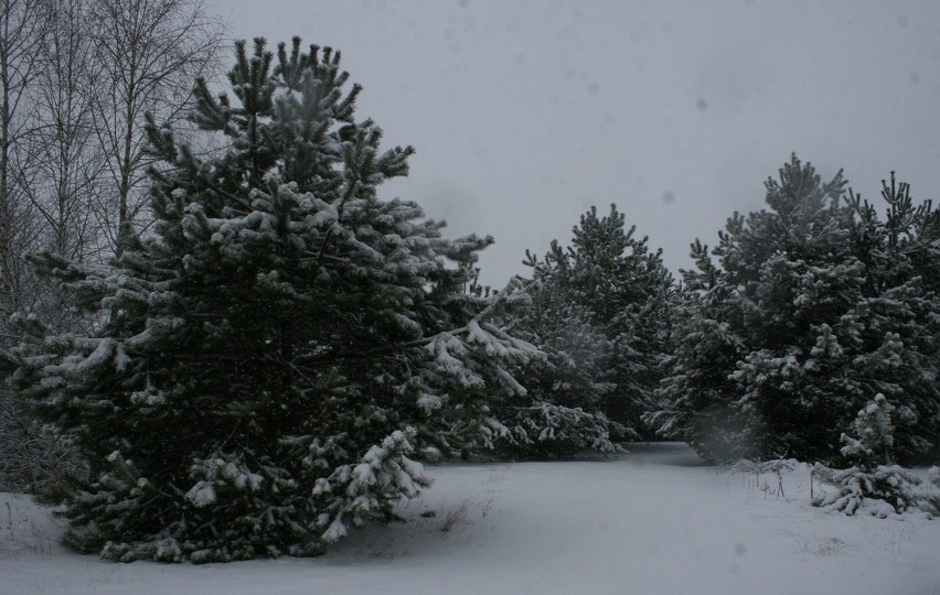 Osiek nad Wisłą k/Torunia 15.02.2012 godz. 10


Codziennie...