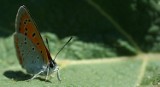 Motyle występujące w Polsce - galeria
