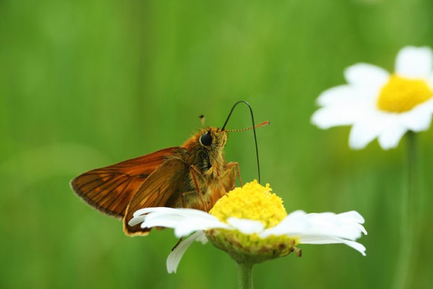 Karłątek kniejnik (Ochlodes venatus)Fot. Michał Młynarczyk