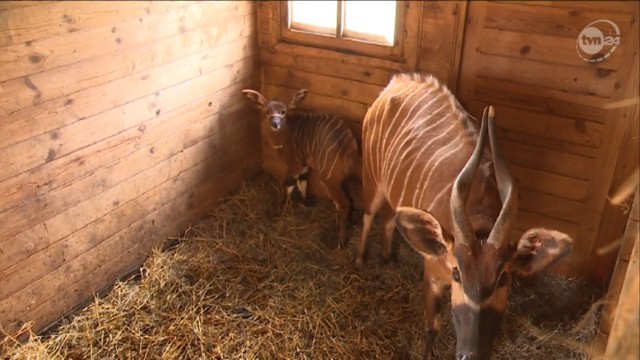 Zoo w Gdańsku Oliwie: młoda antylopa bongo