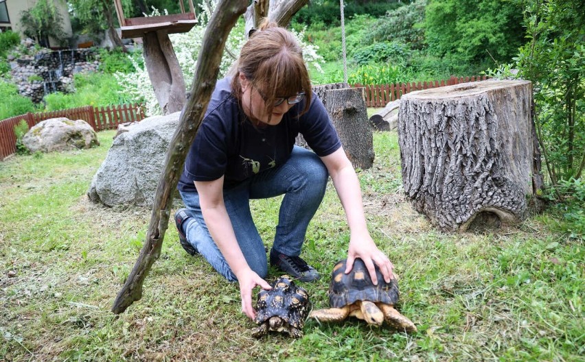 Katarzyna Jurków, starszy specjalista do spraw egzotarium, z...