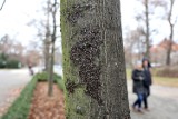 Skupieniec lipowy, czyli ohydny owad, który zaatakował drzewa w Legnicy, zobaczcie zdjęcia