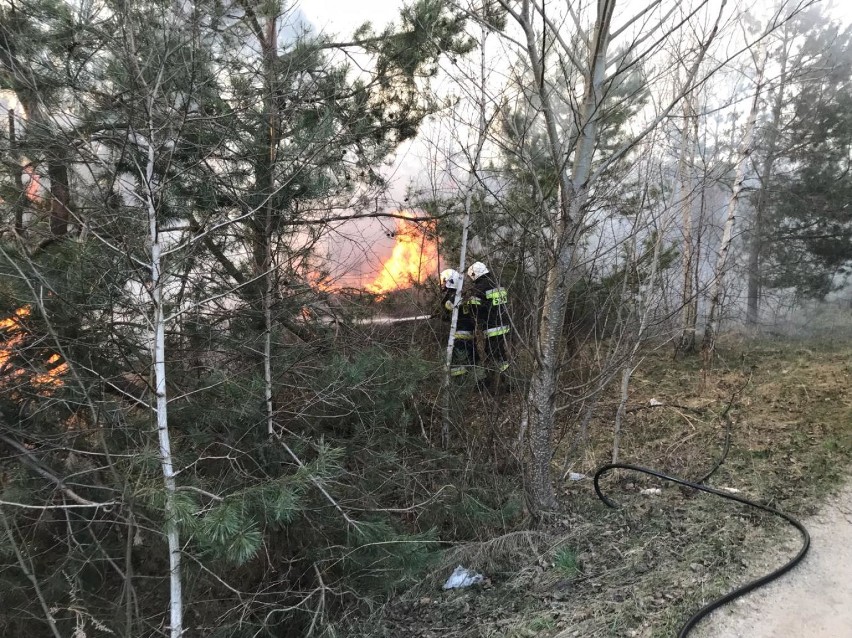 Jaroszów: Pożar poszycia leśnego. Strażacy z OSP Żarki i OSP Czatachowa walczyli z groźnym pożarem [ZDJĘCIA]