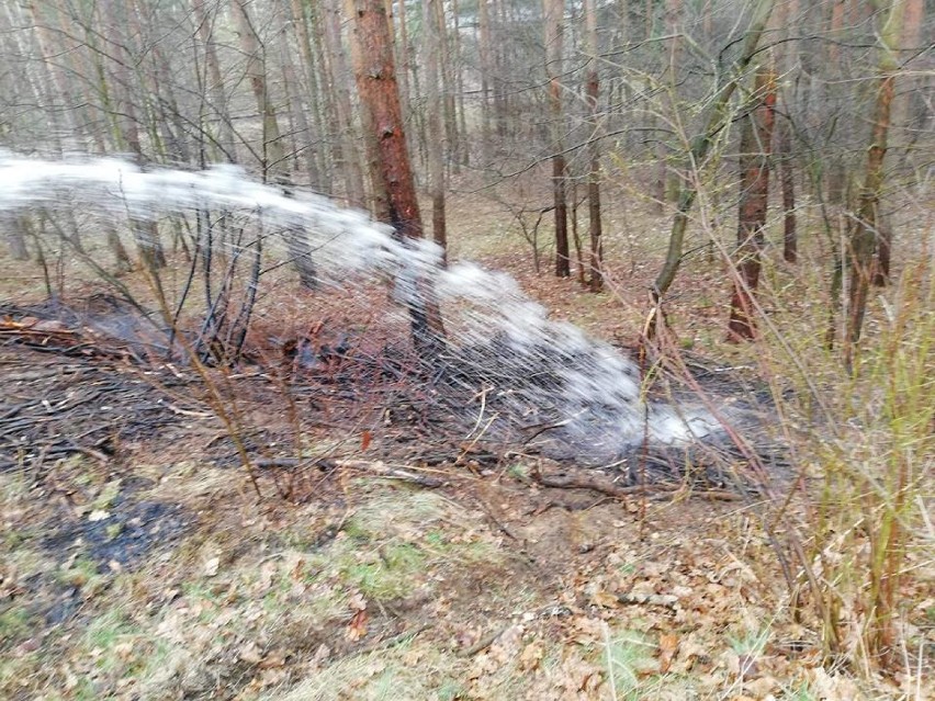 Strażacy gasili pożar w lesie w Rudach