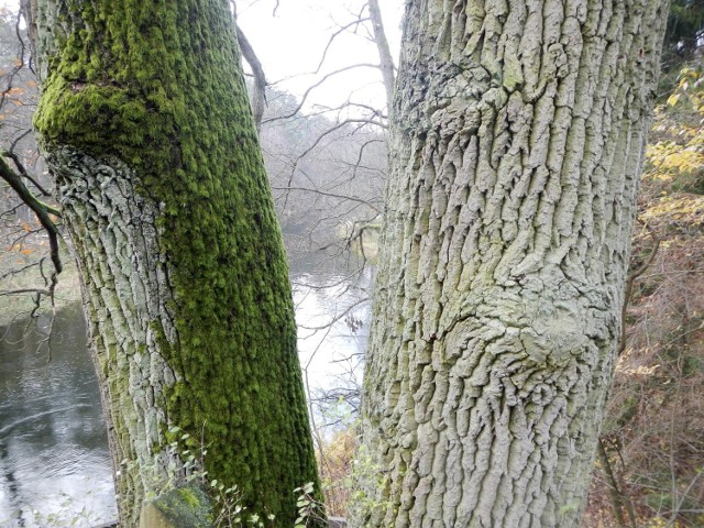 „Dwa Witoldy” - pomnikowe dęby szypułkowe - mają ok. 180 lat i rosną na urwistym brzegu nad Brdą w pobliżu leśniczówki Woziwoda. Oglądają je m.in. kajakarze płynący szlakiem Brdy