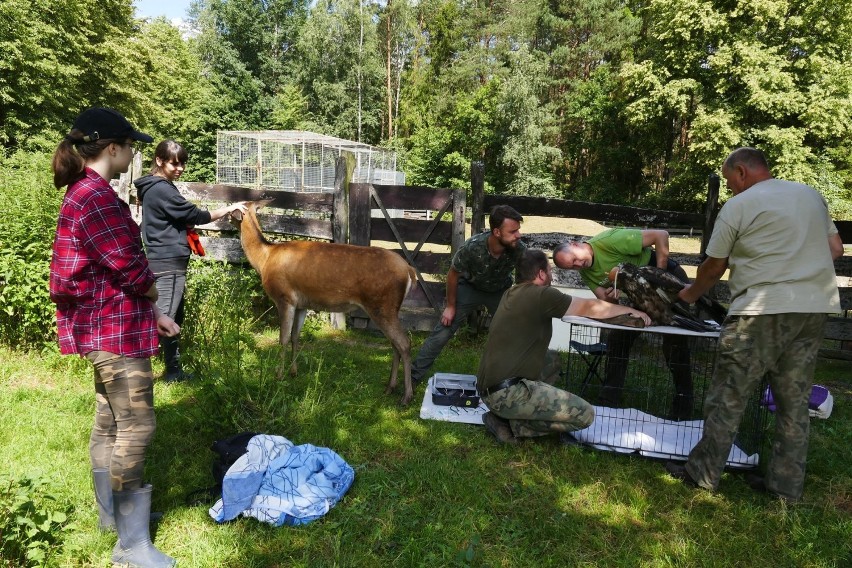 Młoda samica orła bielika z osady w Kole odzyskała wolność