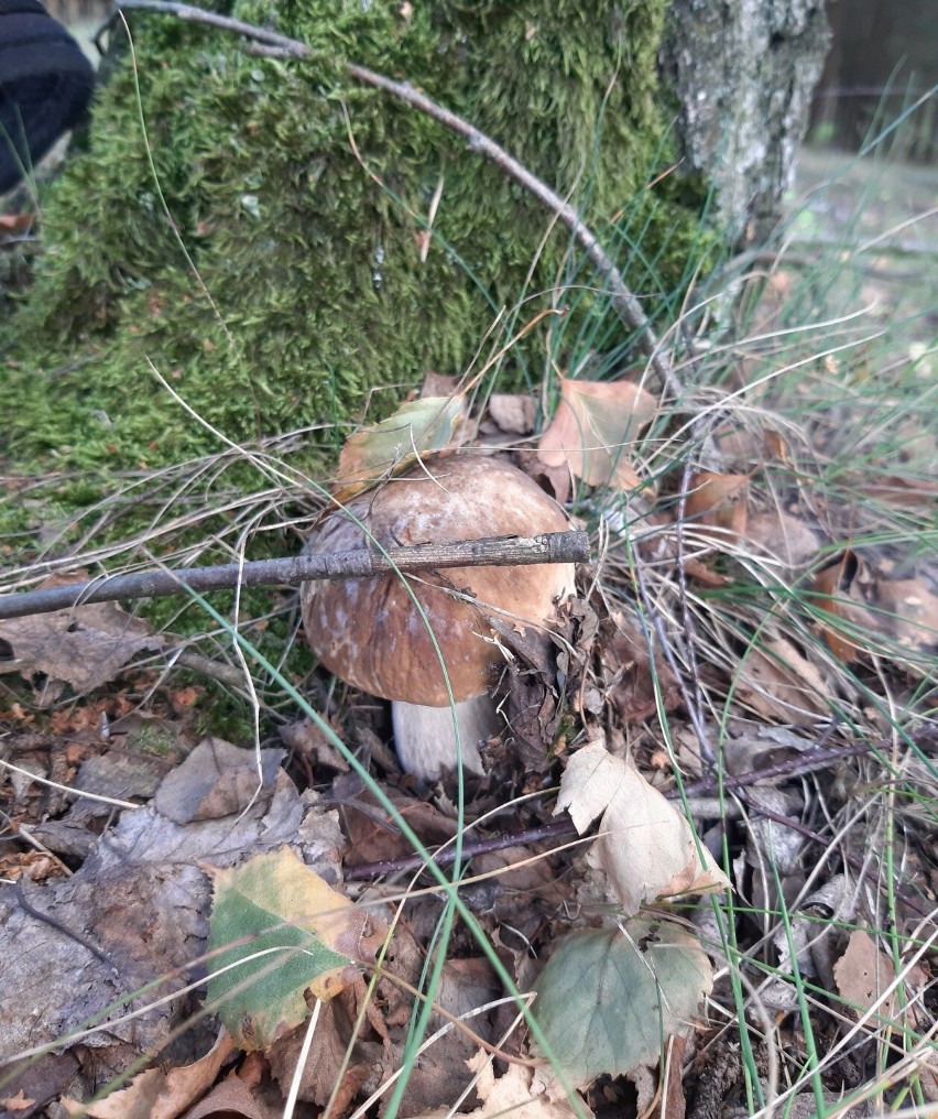 W opolskich lasach pojawiły się grzyby