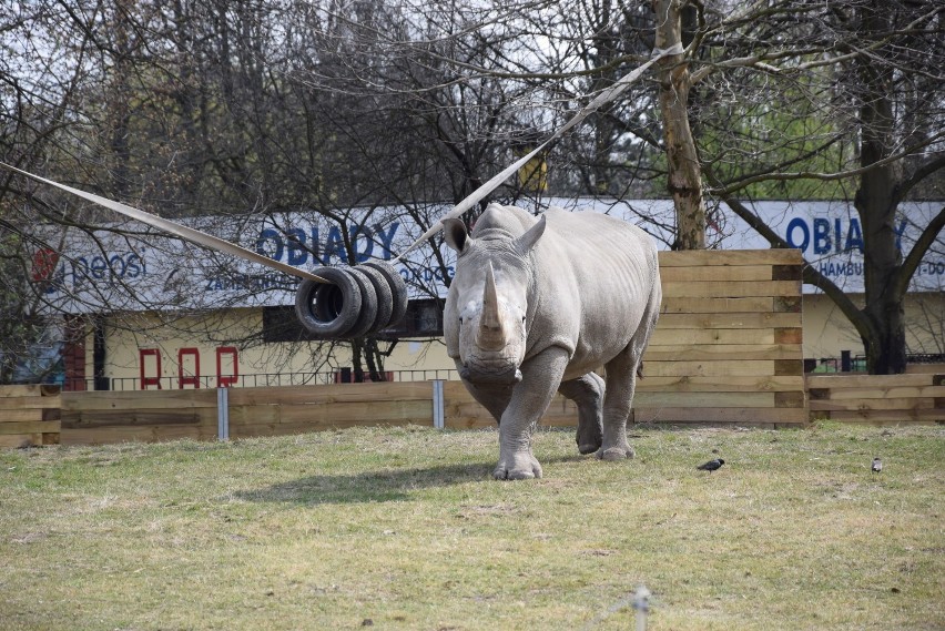 Nowi mieszkańcy Śląskiego Ogrodu Zoologicznego ZDJĘCIA