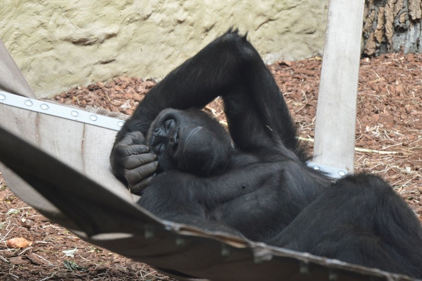 Nowe goryle w ZOO w Opolu dołączyły do Ashmara.