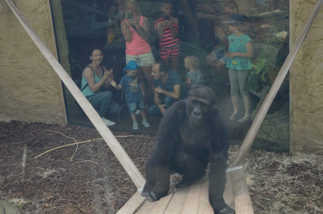 Nowe goryle w ZOO w Opolu dołączyły do Ashmara.