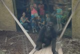 Dwa nowe goryle przyjechały do opolskiego ogrodu zoologicznego [ZDJĘCIA, WIDEO]