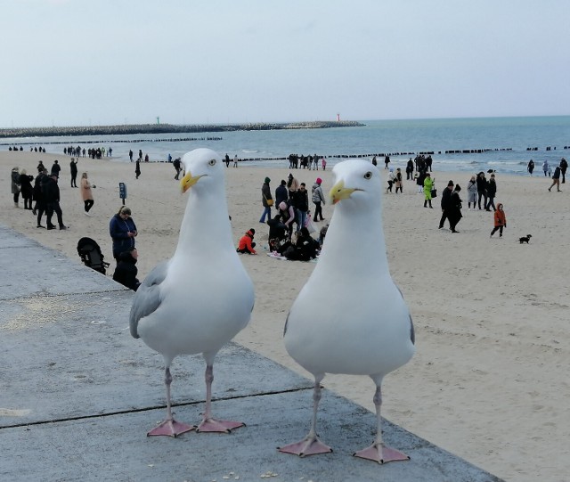 Zdjęcie poglądowe - ale świeżutkie, z plaży. Ptaki już w parze, bo rozpoczyna się czas lęgów