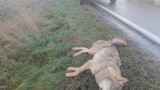 Potrącony wilk na drodze Kosakowo-Mrzezino. - To nie jedyne takie zwierzę w okolicy - mówią w Stowarzyszeniu "Nasza Ziemia" | ZDJĘCIA