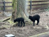 Wiosenne nastroje w Parku Miejskim im. Feliksa Szołdrskiego i narodziny w miejskim ZOO