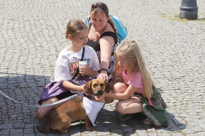Wiele atrakcji podczas pikniku charytatywnego na rzecz bezdomnych psów w Radomiu. Zobacz zdjęcia