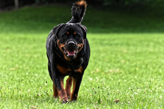 W Zalasewie agresywny rottweiler zaatakował chłopca.