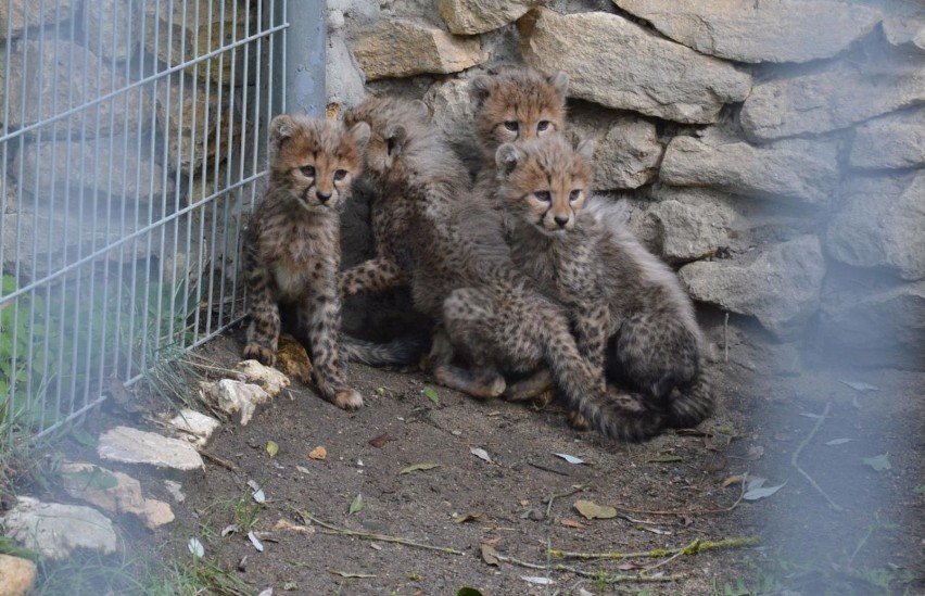 Cztery małe gepardy na wybiegu w ZOO w Opolu. Były pod...