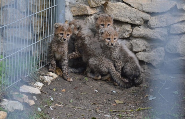 Cztery małe gepardy na wybiegu w ZOO w Opolu. Były pod czujnym okiem mamy.