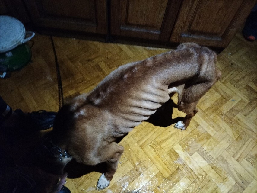 Pies z Bytomia przeżył koszmar. Przywiązali go łańcuchem do szafki kuchennej bez jedzenia i picia!