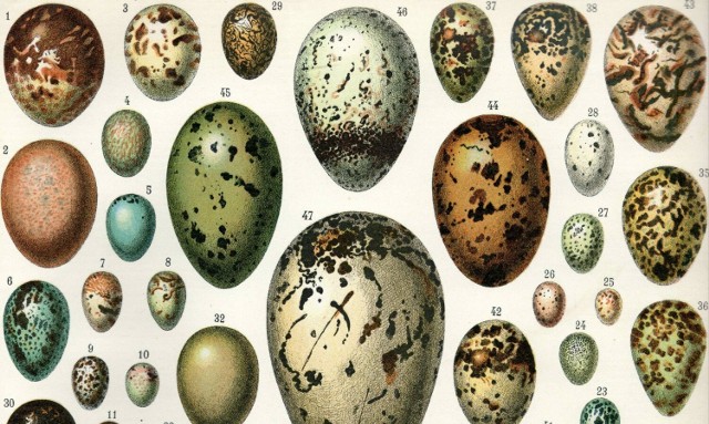Barwne kompozycje ptasich jaj mają pomóc w ukryciu ich w gnieździe, zazwyczaj poprzez jak największe wtopienie się w otoczenie. Inaczej będą wyglądały jaja ptaków gniazdujących na półkach skalnych, inaczej tych, które składają jaja wśród traw a inaczej tych, które rozmnażają się wśród pokrytych kamieniami brzegów rzeki