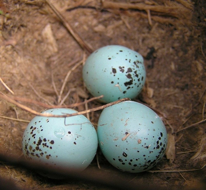 Być może najpiękniejsze ptasie jaja w Polsce. Jasne,...