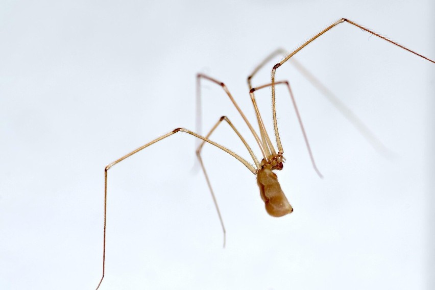 (Pholcus phalangoides). Pająki te wyglądają zupełnie...