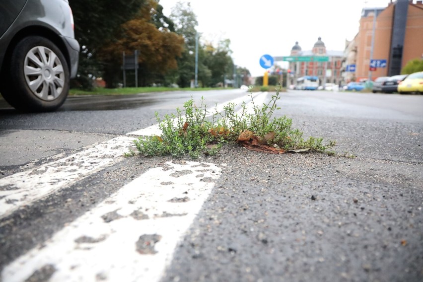 Dziury w ulicach Pocztowej i Piastowskiej w Legnicy, w kilku rosną chwasty