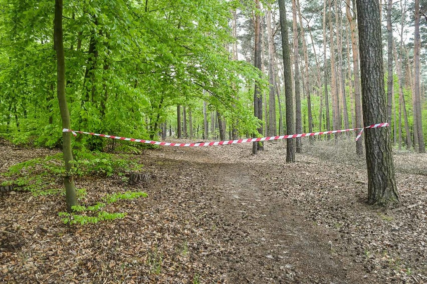 Wycinka w lesie niedaleko szpitala w Lesznie niepokoi mieszkańców