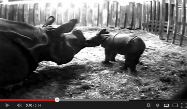 Jak się budzi mały nosorożec? [wideo]