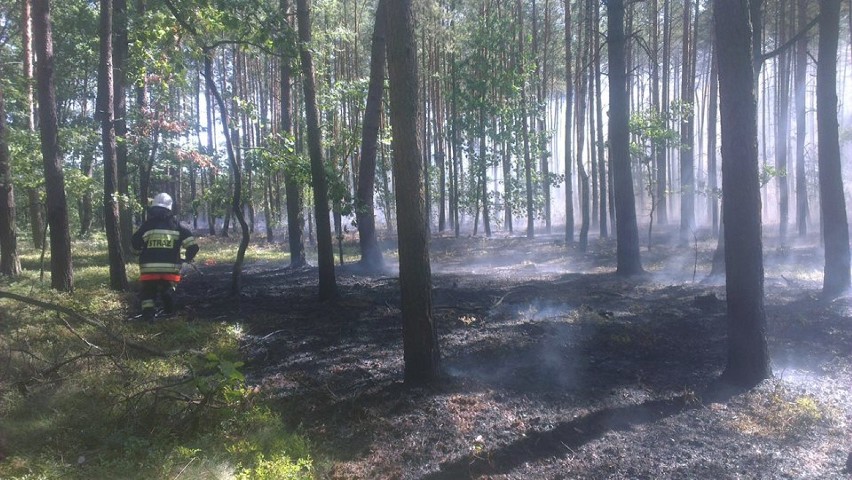 Pożar lasu w miejscowości Osówie. Spłonęło ponad 5 ha
