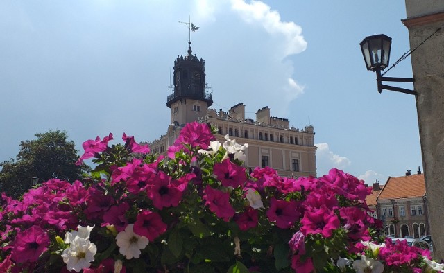 Pelargonia wielkokwiatowa, petunia, begonia, wilec, komarnica czy trawa rozplenica, to m.in. gatunki roślin, które tworzą obecnie letnie ukwiecenie Jarosławia. O zieleń dbają pracownicy Jarosławskiego Przedsiębiorstwa Komunalnego. Co drugi dzień do podlewania tych roślin zużywają ok. 20 tys. litrów wody.