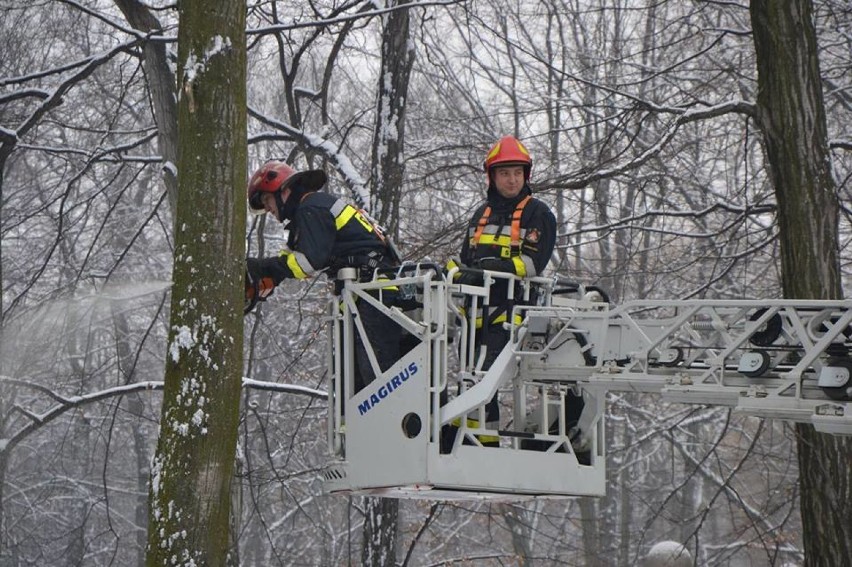 Straż pożarna w Jastrzębiu: musieli ściąć drzewo