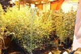 Częstochowska policja zatrzymała mężczyznę, który miał 1300 krzewów konopi indyjskich i 40 kilogramów marihuany
