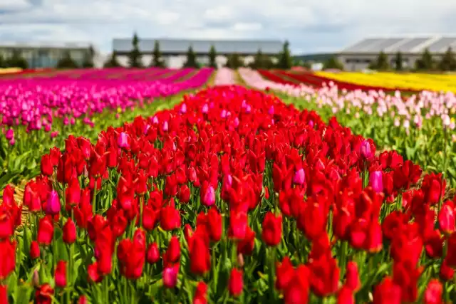 W gospodarstwie Bogdana Królika rozkwitły miliony tulipanów!