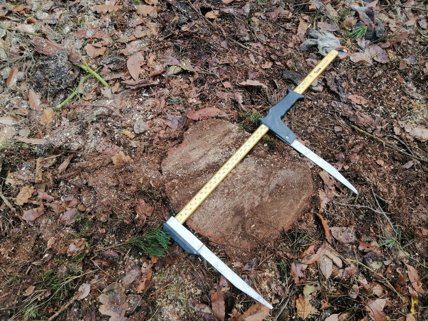 Złodzieje drewna pojmani w okolicy Wągrowca. Wpadli na gorącym uczynku w ręce straży leśnej 