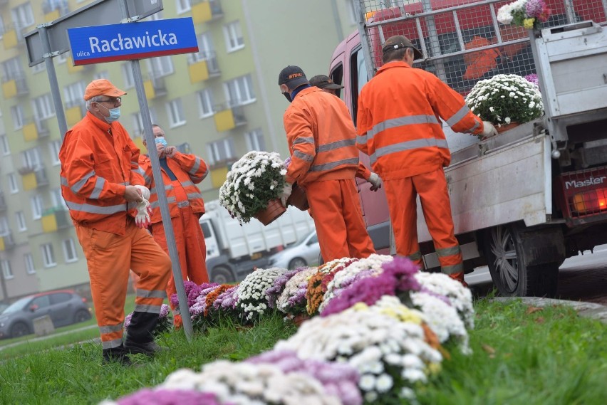 "Od słów do czynów" 460 doniczek z chryzantemami przyozdobiło dwa ronda w Świdniku