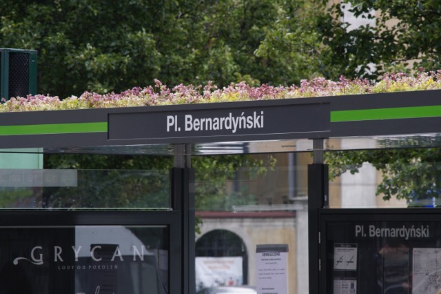 Na pierwszych ośmiu przystankach w Poznaniu już jest zielono - zakwitł rozchodnik.

Kolejne zdjęcie ---> 
