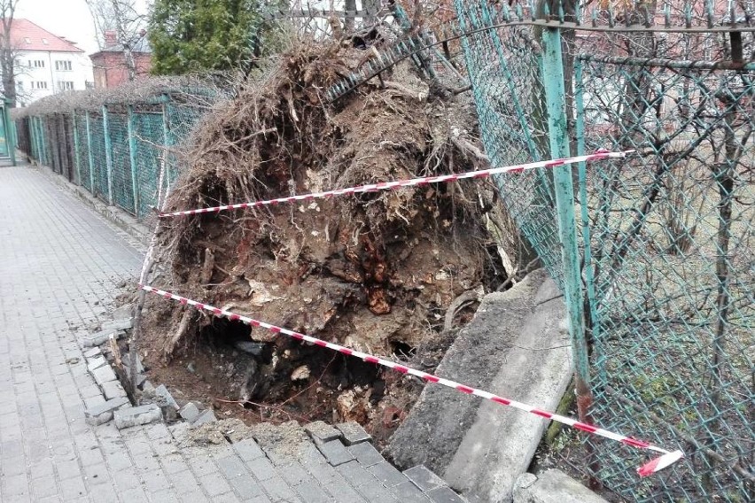 Silne podmuchy wiatru mogą wyrządzić sporo szkód. To siła...