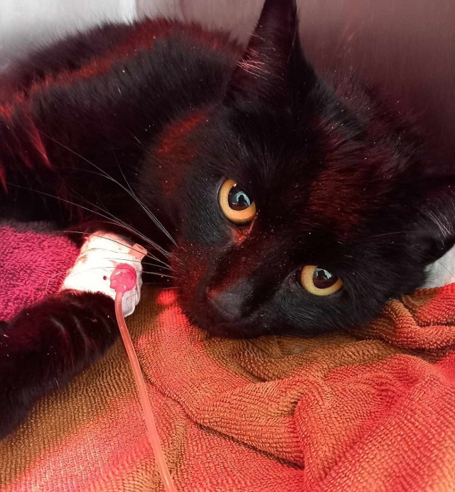 Kot Mruczek po wypadku doznał licznych złamań i obrażeń!