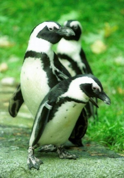 Wakacyjna przygoda z pingwinami z Madagaskaru w warszawskim zoo
